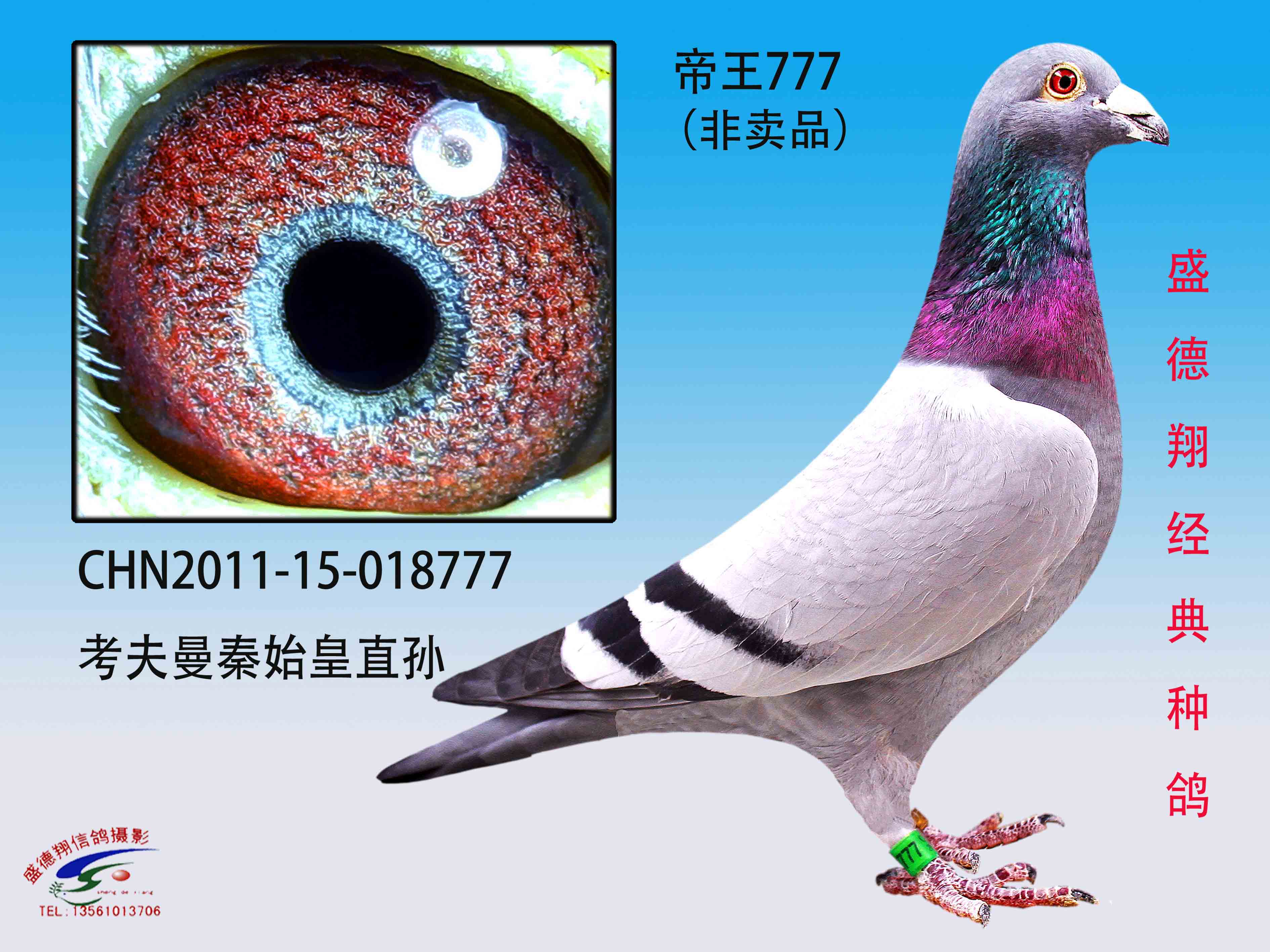 秦始皇777_盛德翔鸽业_ag188.com爱鸽商城_中国信鸽信息网