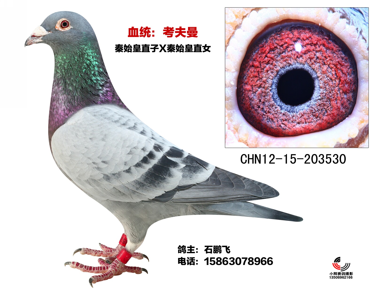 信鸽特征