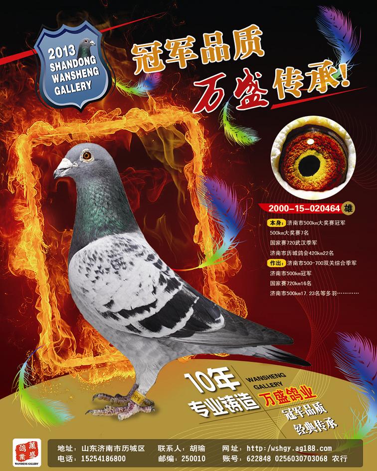 信鸽特征