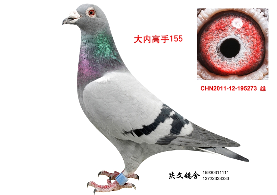 (ni)