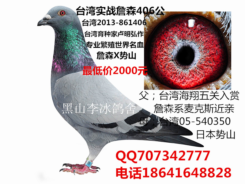 出售台湾名家种鸽_黑山李冰鸽舍_ag188.com爱鸽商