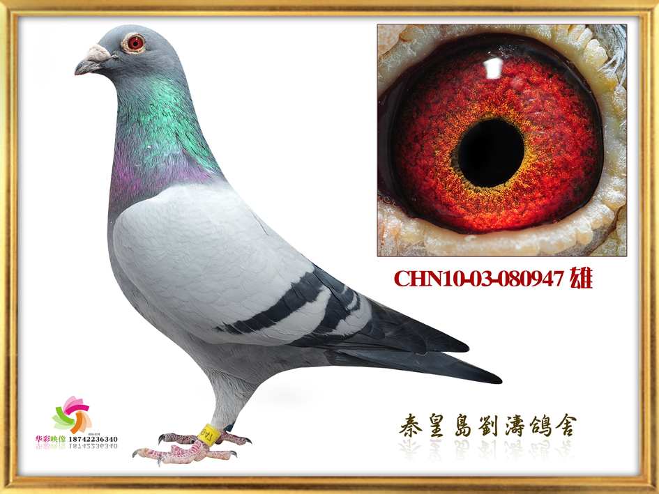 11cSQِ18