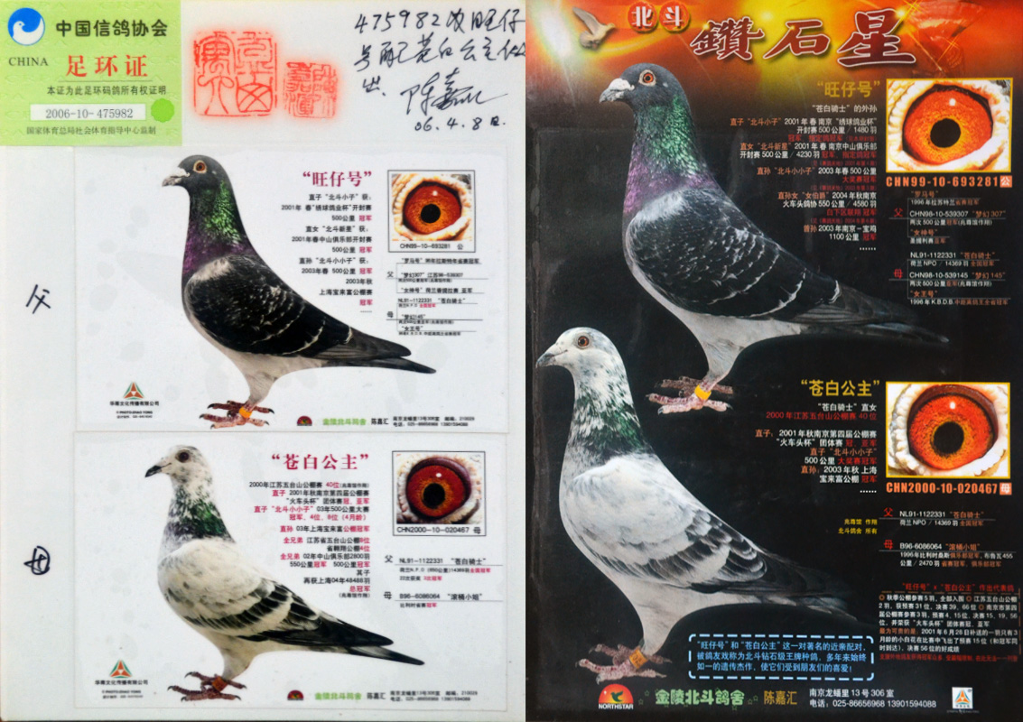 旺仔号配苍白公主陈嘉汇作出