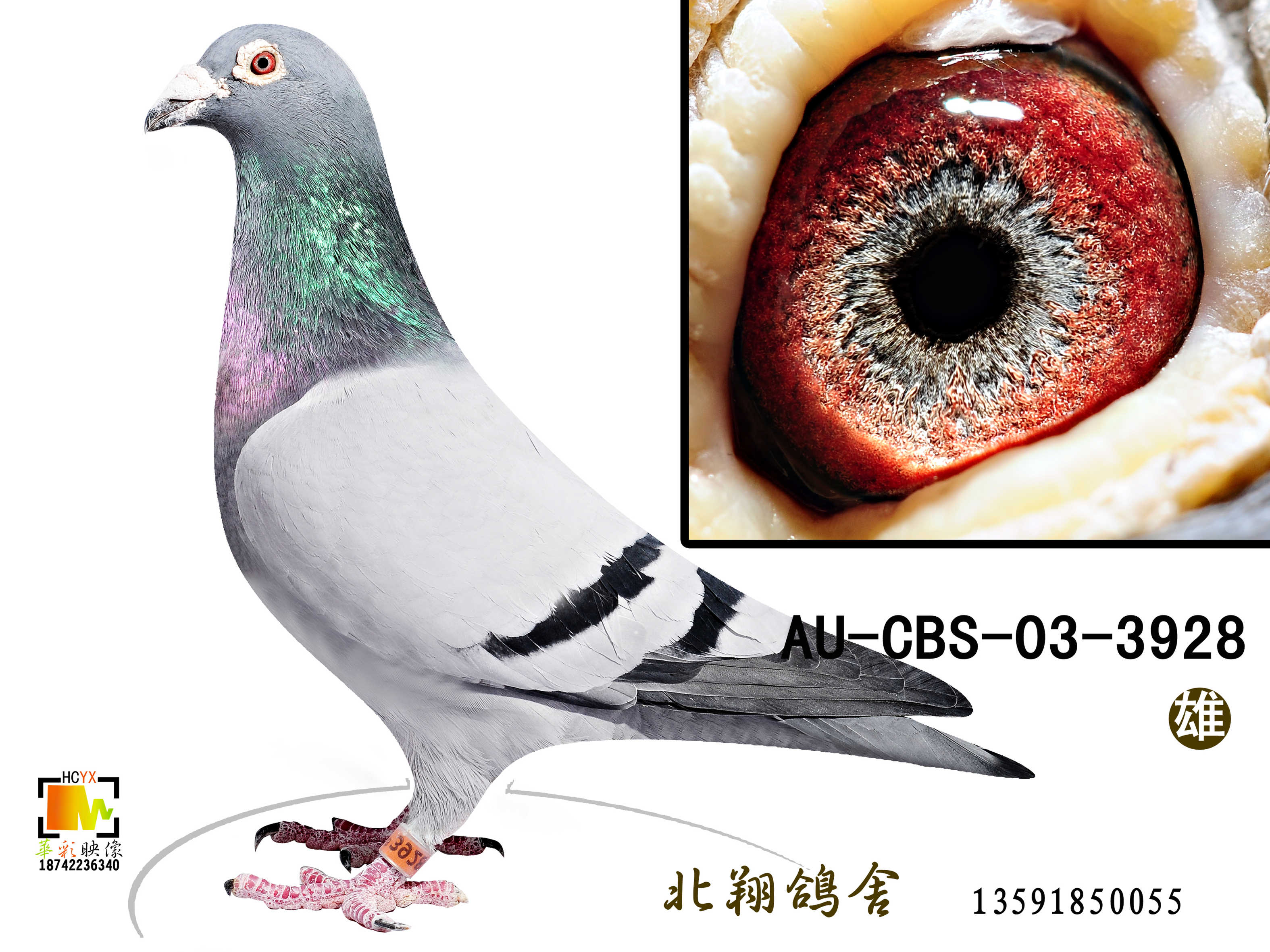 詹森"019"