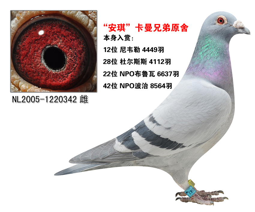 "安琪"卡曼兄弟原舍_晋宝翔_ ag188.com爱鸽商城_中国信鸽信息网