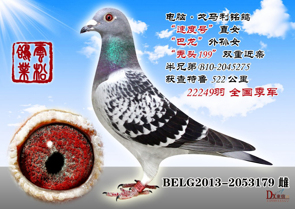 信鸽鸽子养殖全集视频 H260742.jpg