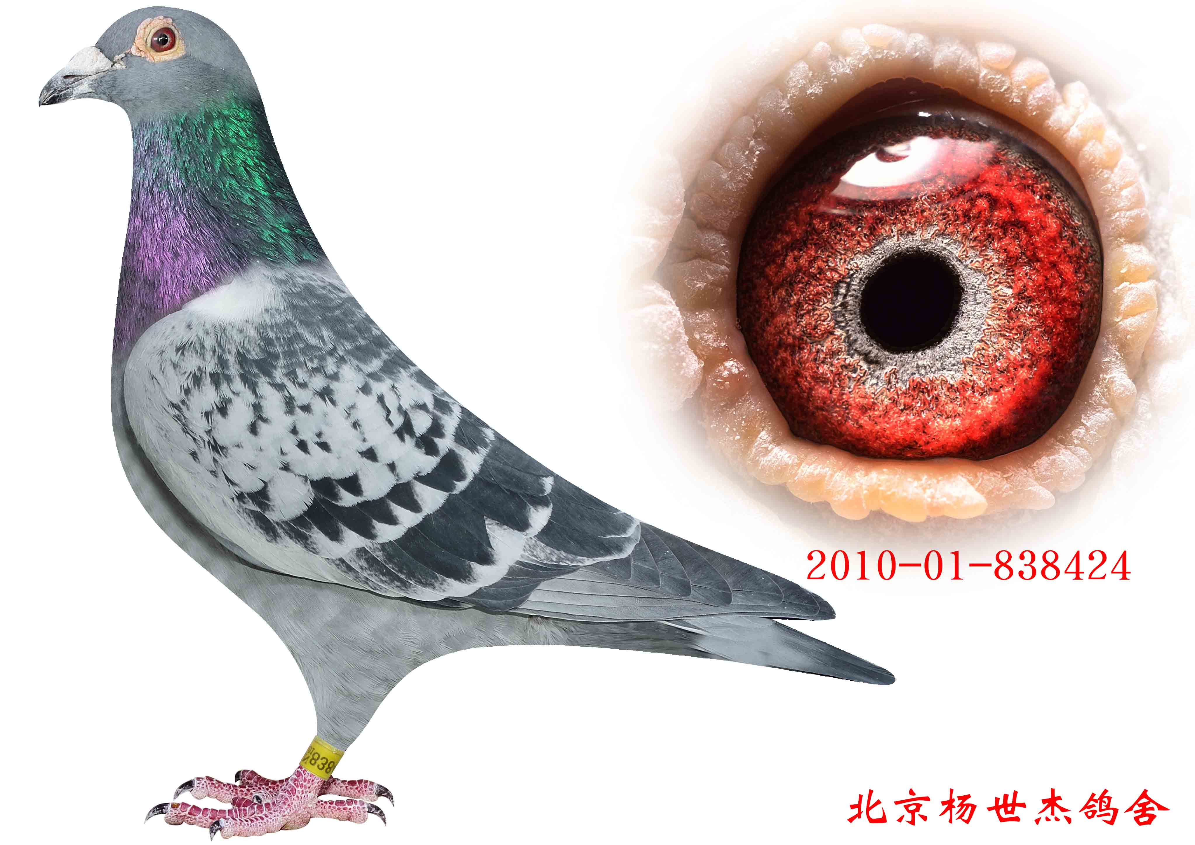 美国詹森_北京杨世杰鸽舍_ag188.com爱鸽商城_中国信鸽信息网