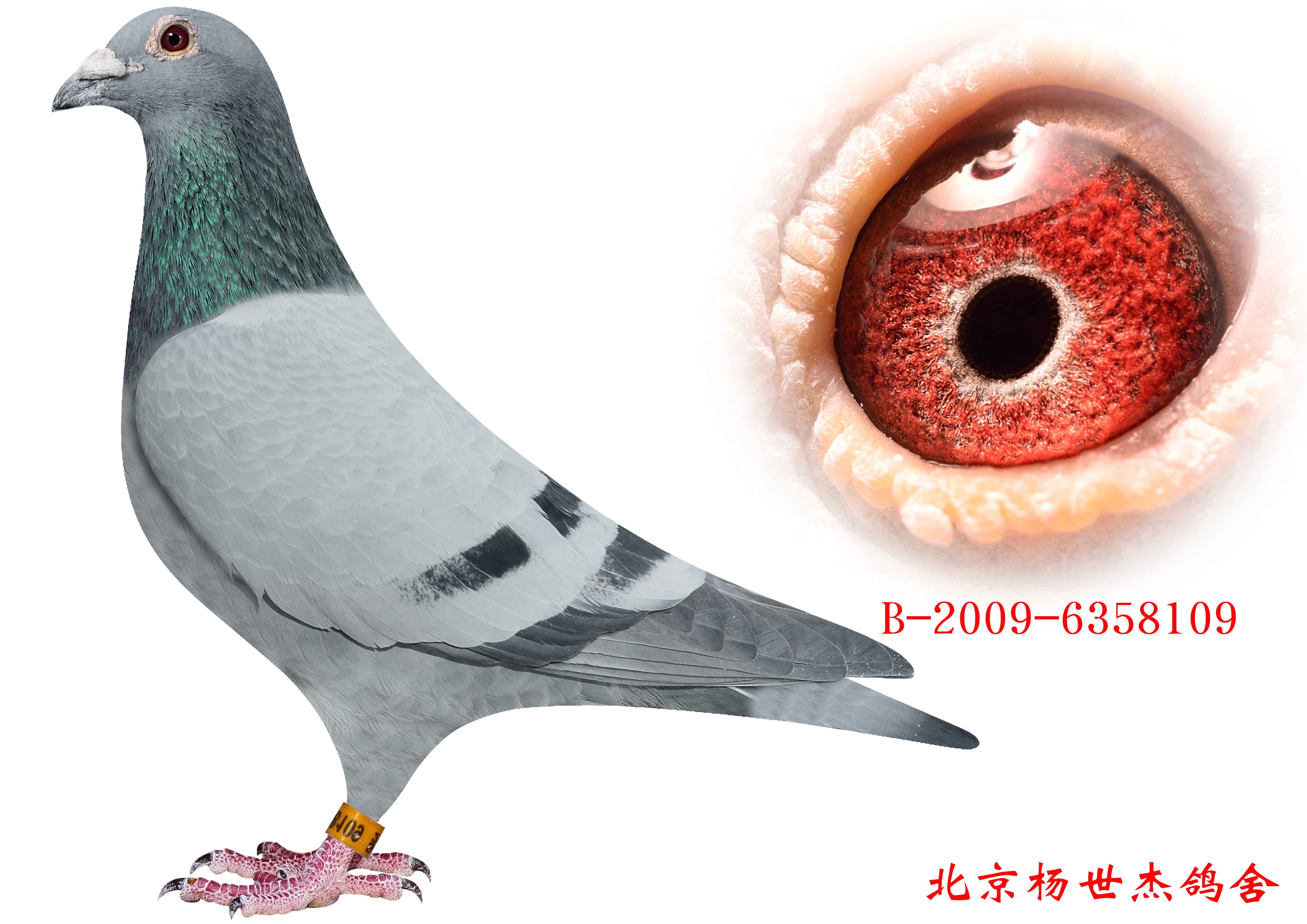赫尔曼斯_北京杨世杰鸽舍_ag188.com爱鸽商城_中国信鸽信息网