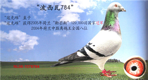 次                血 统: 波西瓦
