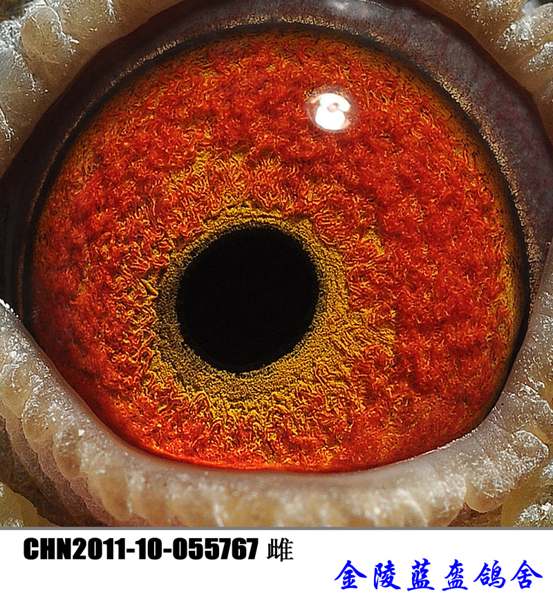 眼志图