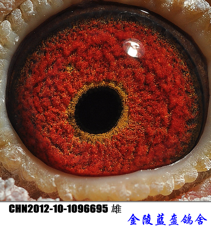 695眼志