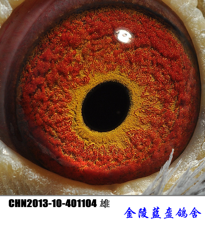 104眼志