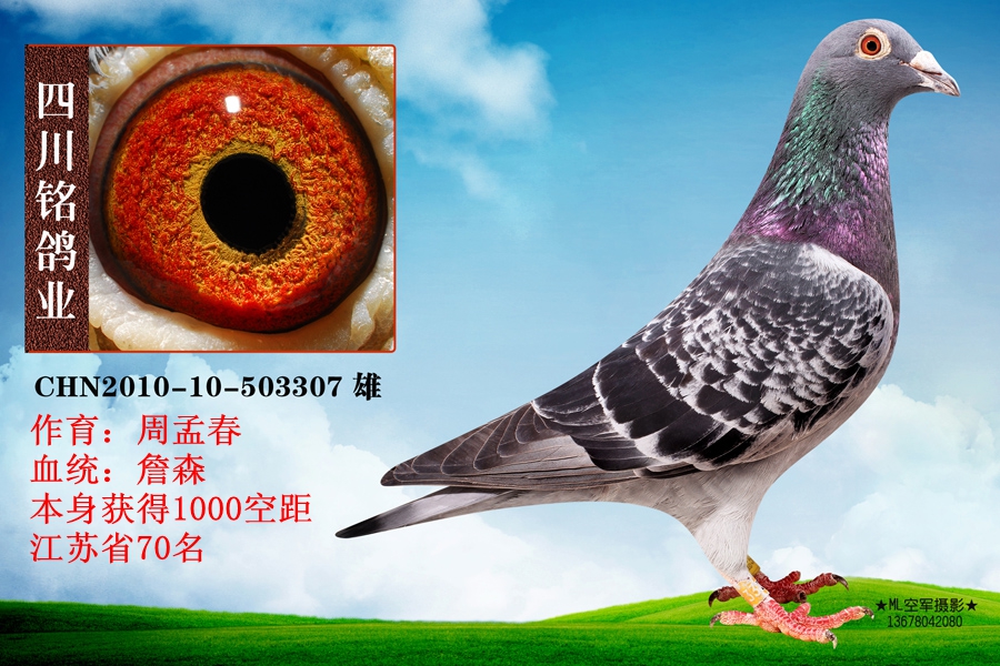 1000空距8名_四川铭鸽业_ag188.com爱鸽商城_中国信鸽