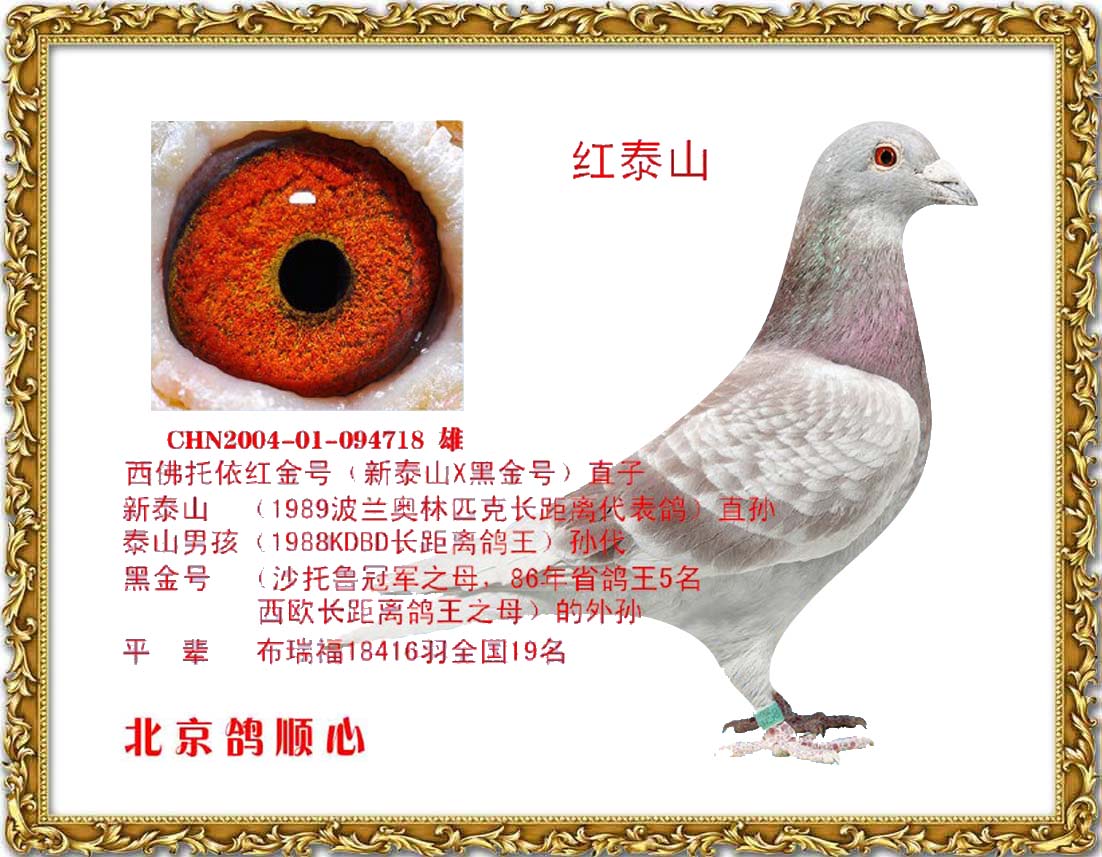 红泰山_北京鸽顺心_ ag188.com爱鸽商城