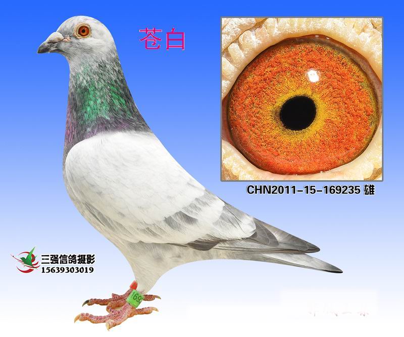 苍白鹰_圣达鸽业_ ag188.com爱鸽商城_中国信鸽信息网