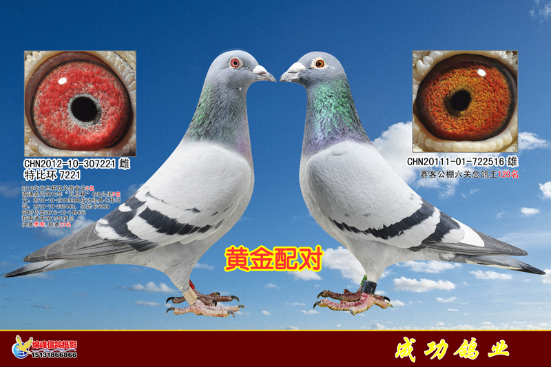 成功经典配对(十八)