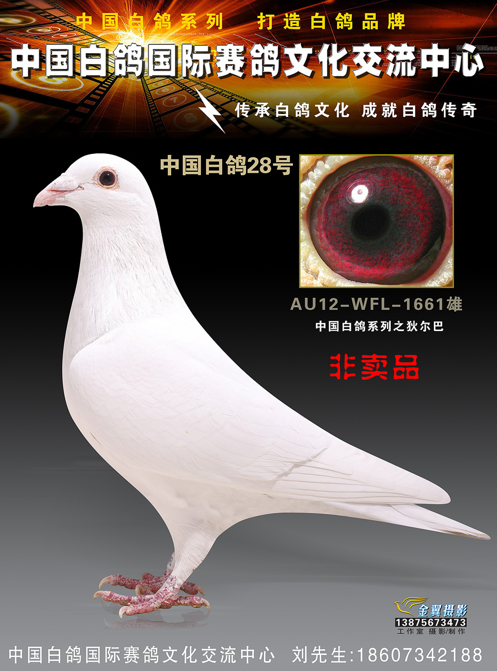 com爱鸽商城_中国信鸽信息网