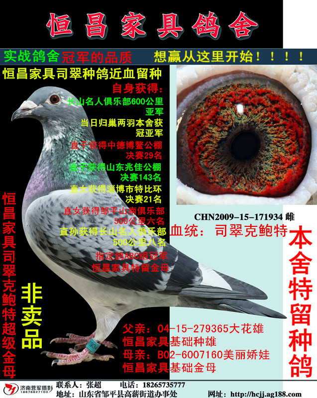 信鸽特征