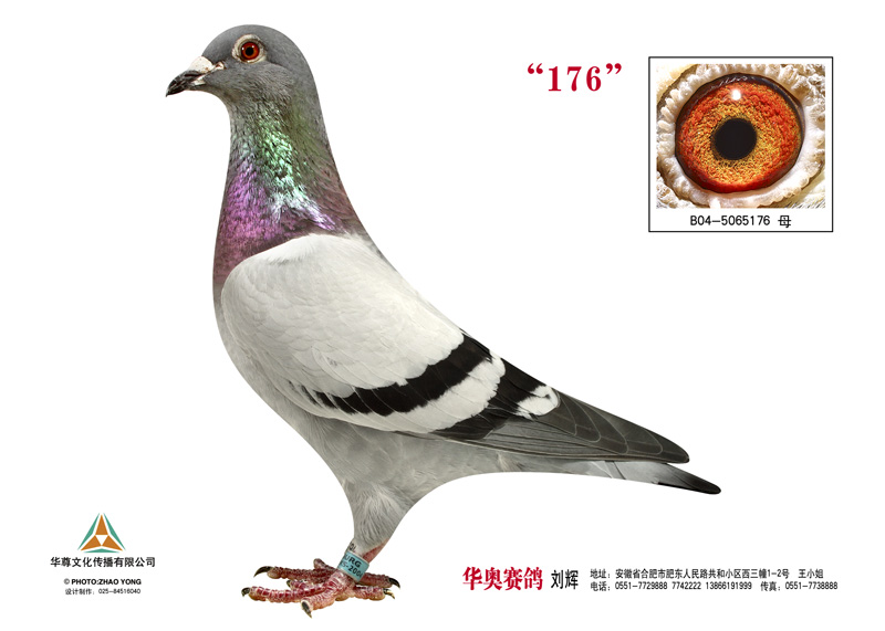 ɣʿ 176
