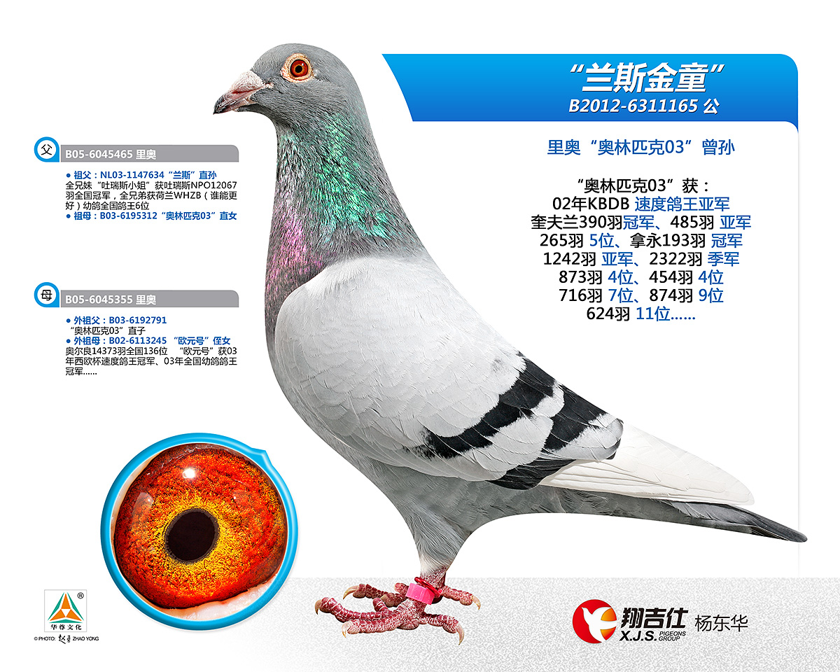 信鸽特征