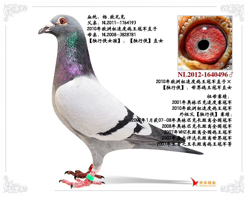 10年欧洲杯速度鸽王冠军直子×独行侠直女_唐