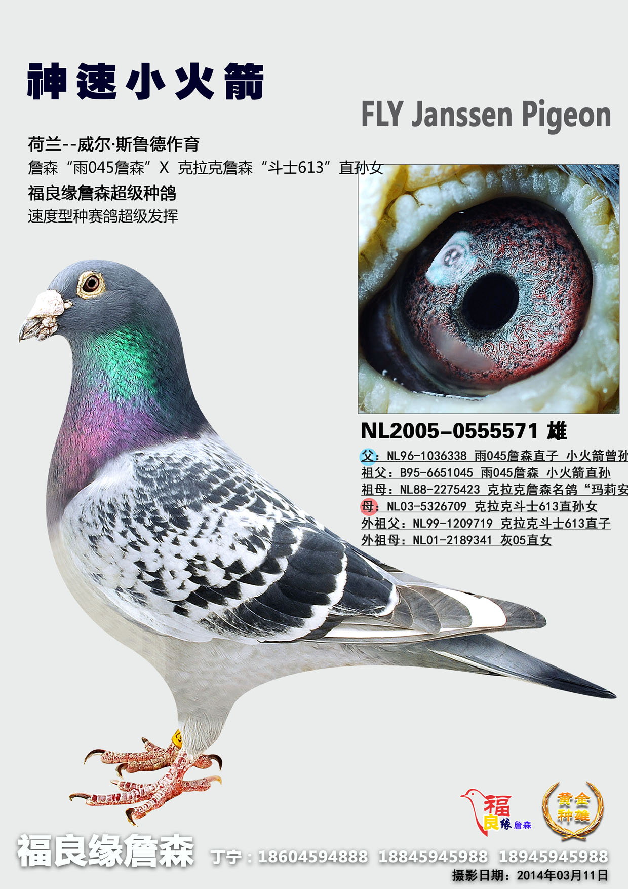 詹森神速小火箭_福良缘詹森_ ag188.com爱鸽商城_中国