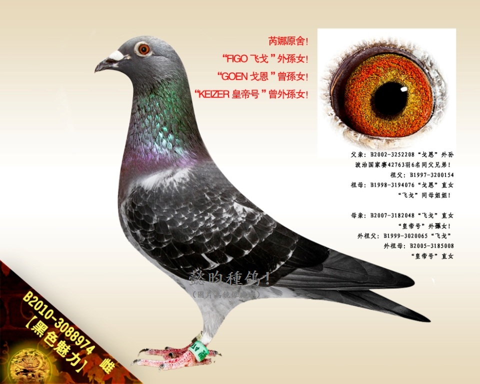 ɫwꡱOŮ