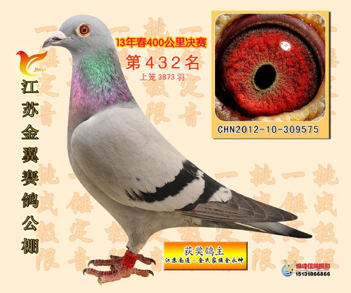 决赛432位_南通金氏家族_ ag188.com爱鸽商城