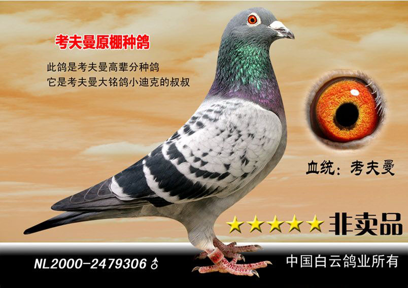考夫曼铭鸽"铁汉"