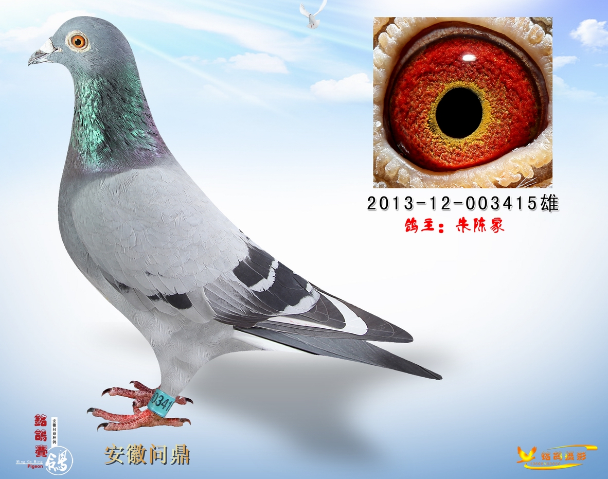 威廉吉尔特原舍_大乘鸽舍_ag188.com爱鸽商城_中国信鸽信息网