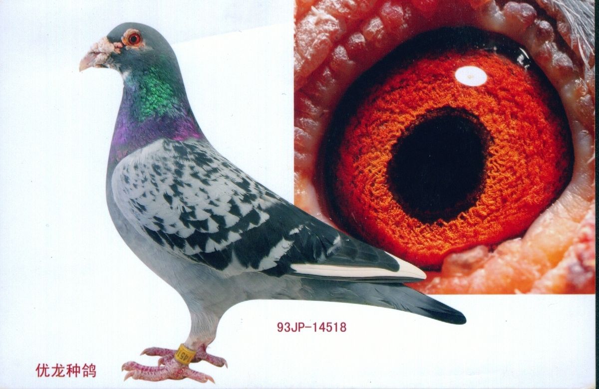 019直孙_沃尔凯信鸽文化-中信网爱鸽商城