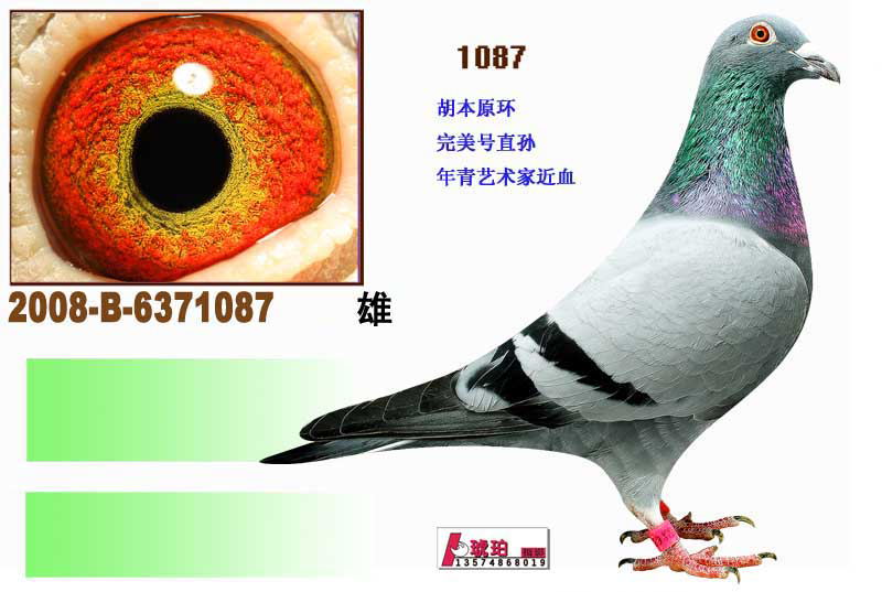 胡本原棚_湖南福缘-中信网爱鸽商城
