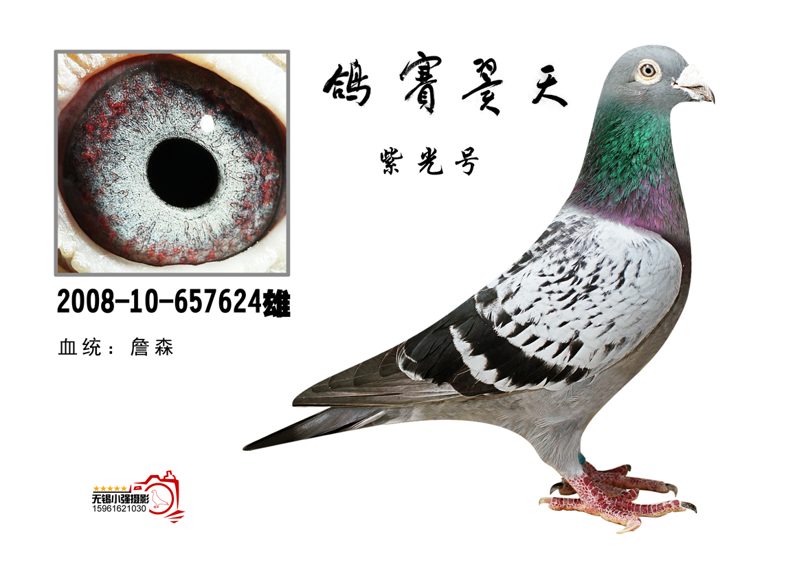 紫光保险客服电话 紫光保险