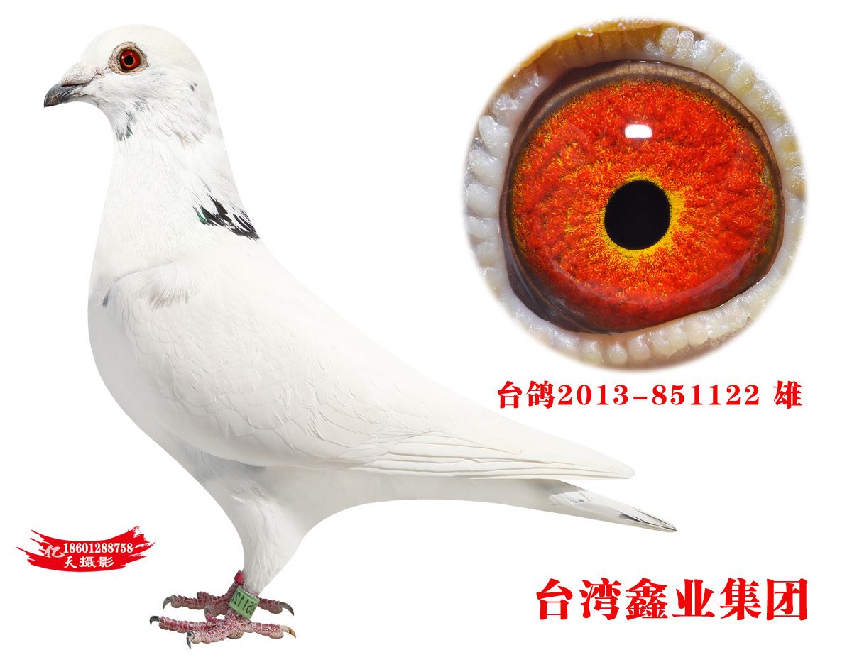 2013-851122_台湾鑫业集团-中信网爱鸽商城