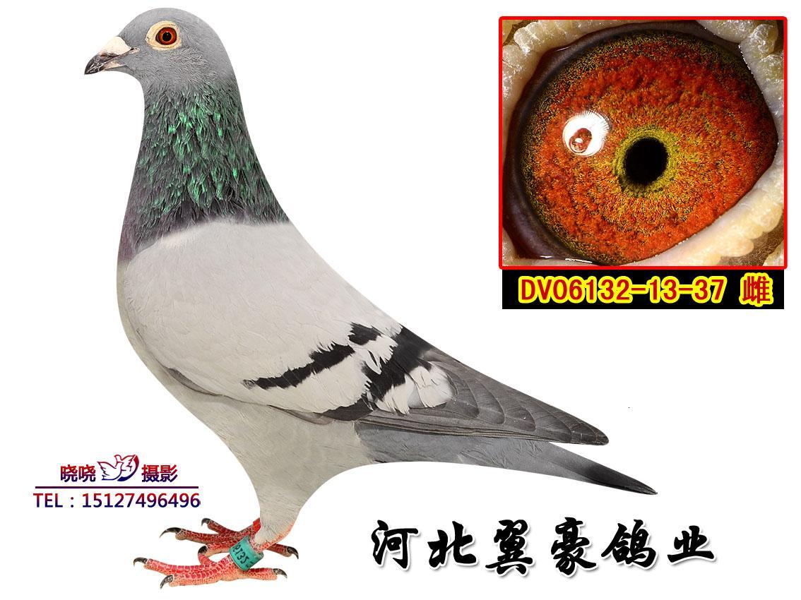 速霸龙
