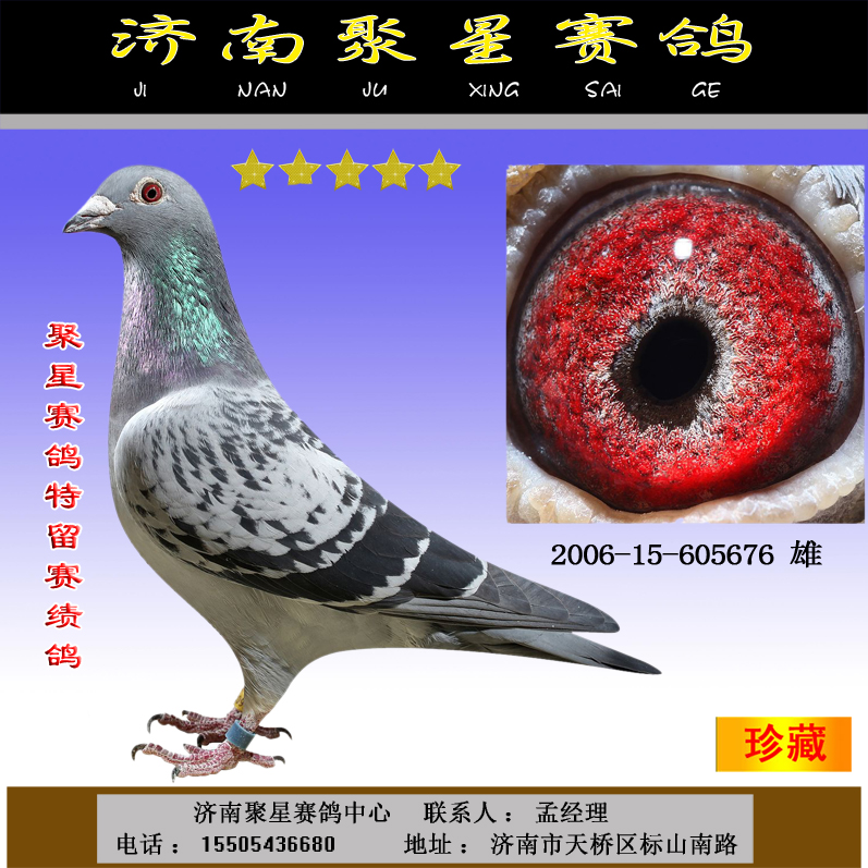 成绩鸽