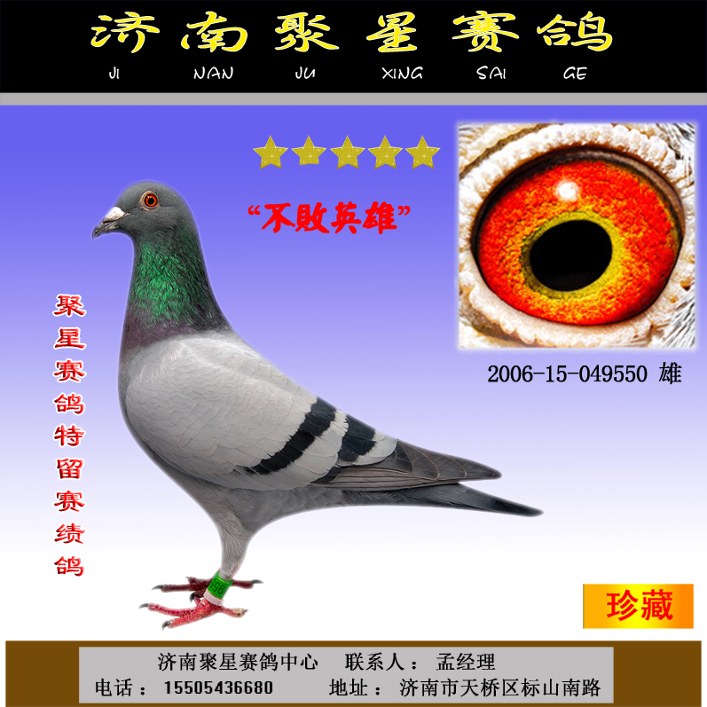 不败英雄_济南聚星鸽业_ ag188.com爱鸽商城