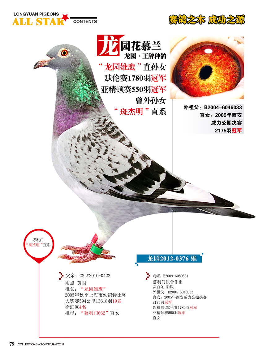 信鸽特征