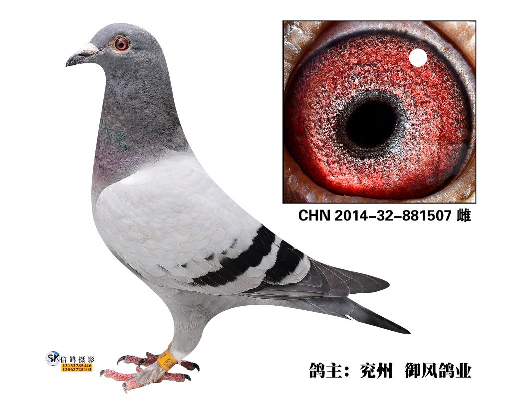 毛脚戈马力幼鸽