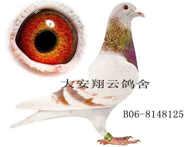 比利时速度之王 利奥 贺尔曼