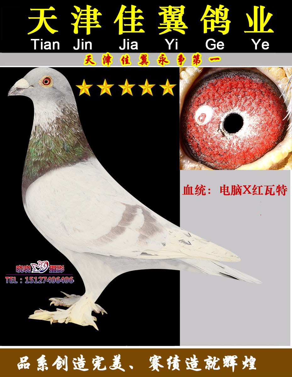 电脑戈马利近亲大毛脚红002_佳翼盛世信鸽传媒_ ag188