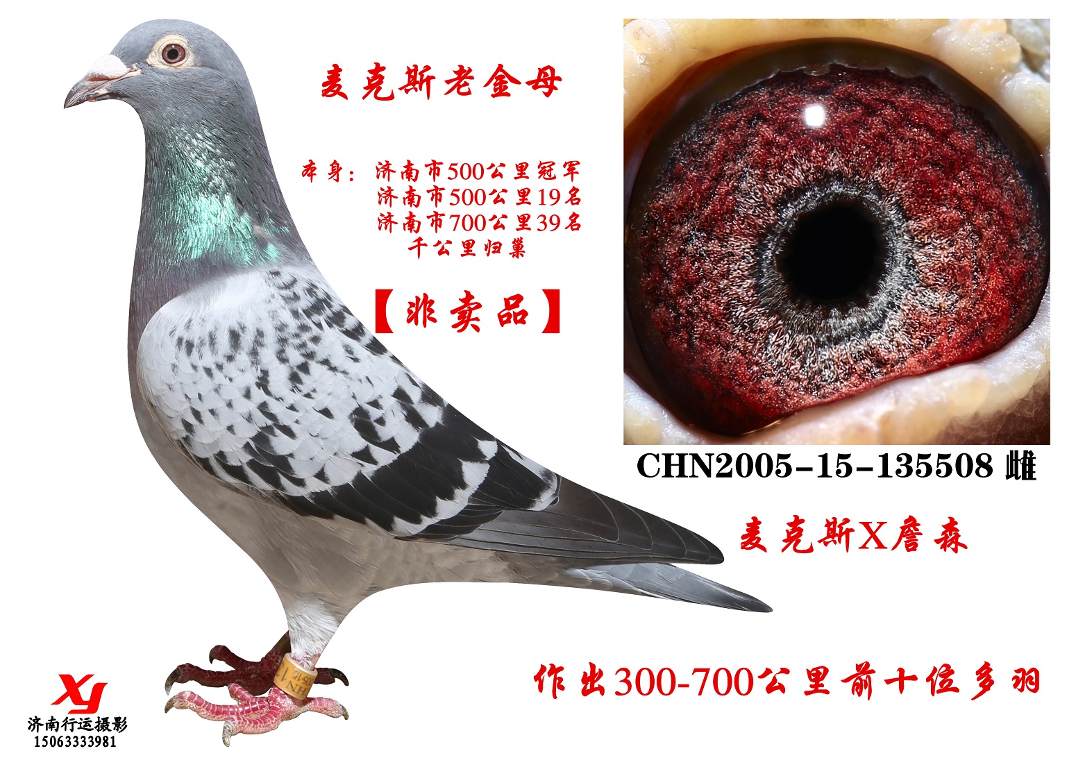麦克斯金母【已售】