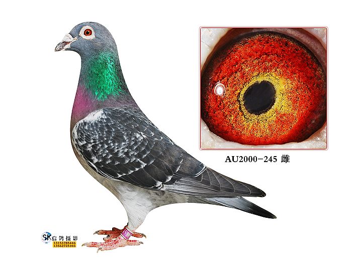 大卫克劳辛鸽王系列_佳翼盛世信鸽传媒_ ag188.com爱鸽商城_中国信鸽信息网