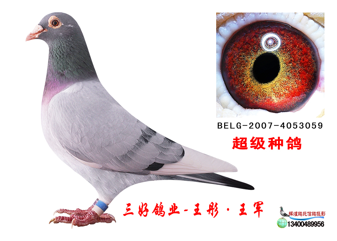信鸽特征