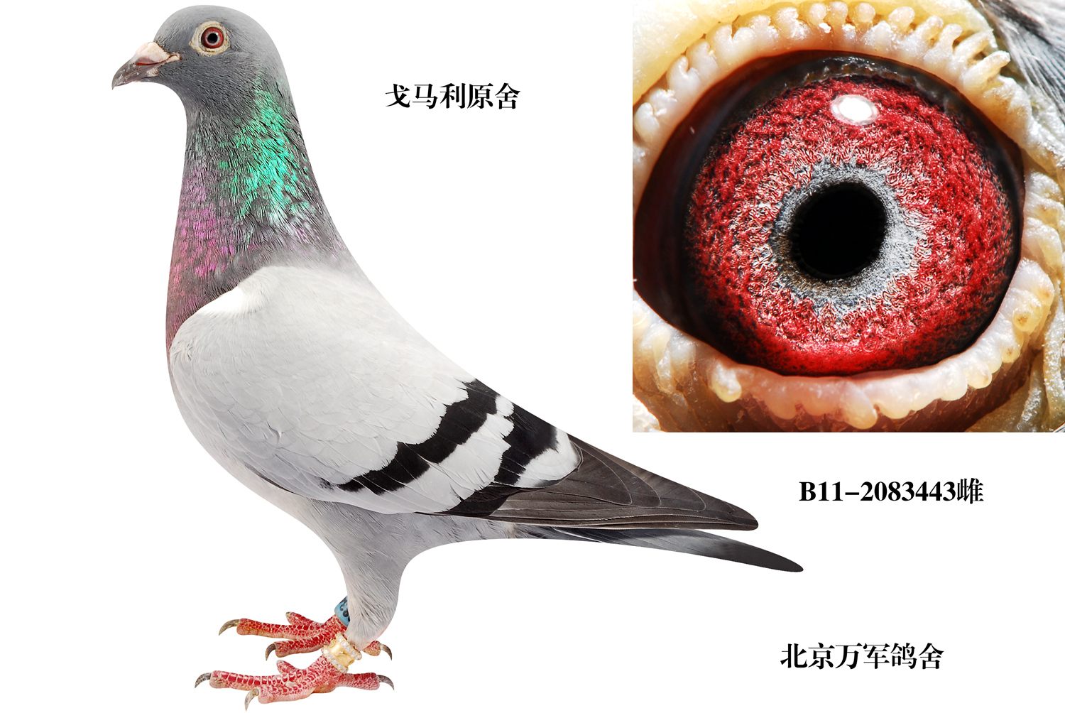 b11-2083443_北京万军鸽舍-中信网爱鸽商城