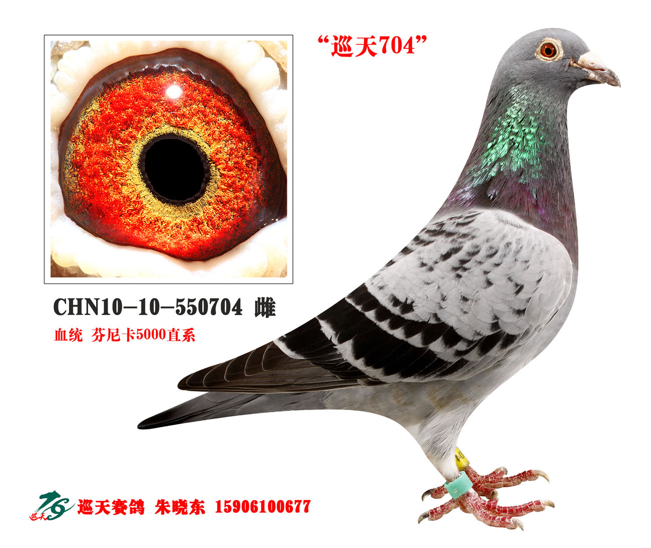 巡天704 福乐佛沃特_巡天赛鸽-中信网爱鸽商城