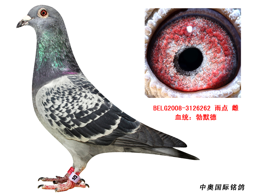 勃默德原舍种鸽08-3126262