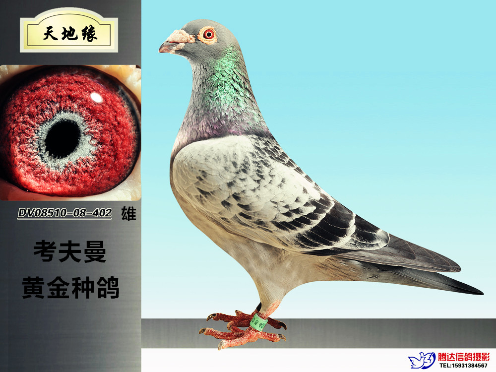考夫曼_天地缘鸽舍_ag188.com爱鸽商城_中国信鸽信息网