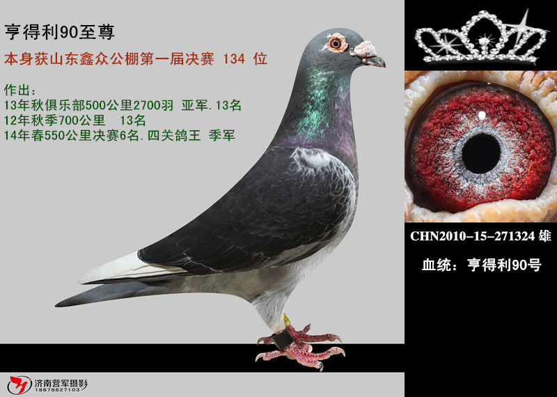 亨得利90至尊_弋豪鸽舍_ ag188.com爱鸽商城_中国信鸽