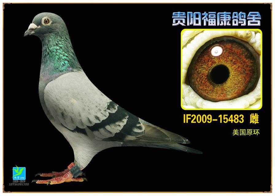 人 气:              次                血 统: 桑杰士